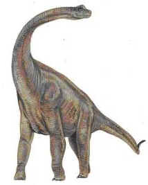 Evolução dos Dinossauros Evolução dos Dinossauros