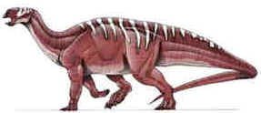 Evolução dos Dinossauros Evolução dos Dinossauros