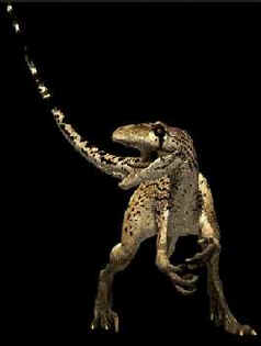 Evolução dos Dinossauros Evolução dos Dinossauros