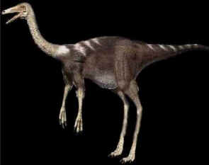 Evolução dos Dinossauros Evolução dos Dinossauros