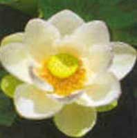Horóscopo das Flores