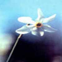 Horóscopo das Flores