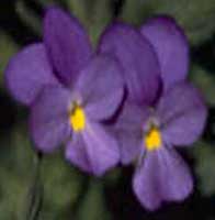 Horóscopo das Flores