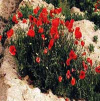 Horóscopo das Flores