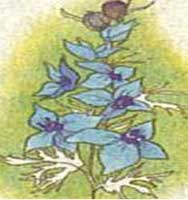 Horóscopo das Flores