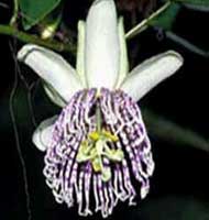 Horóscopo das Flores