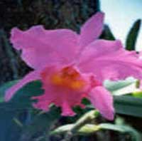 Horóscopo das Flores