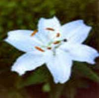 Horóscopo das Flores