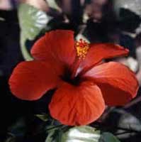 Horóscopo das Flores