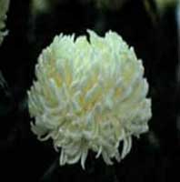 Horóscopo das Flores