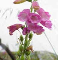 Horóscopo das Flores