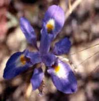 Horóscopo das Flores
