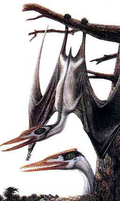 Germanodactylus