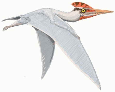 Germanodactylus