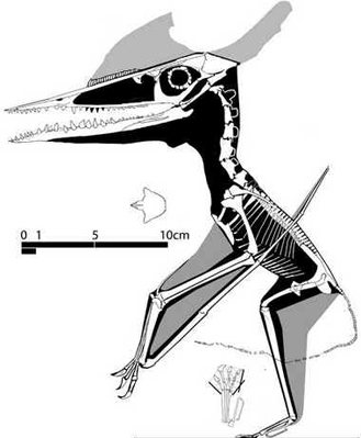 Germanodactylus