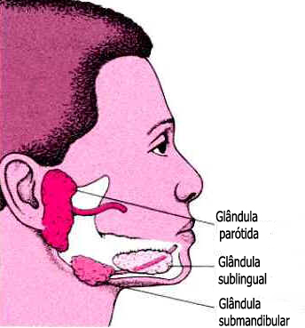 Glândulas Salivares Glândulas Salivares