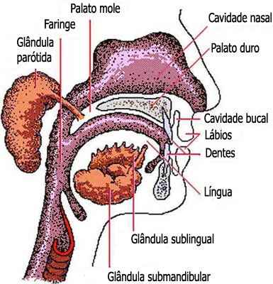 Glândulas Salivares Glândulas Salivares