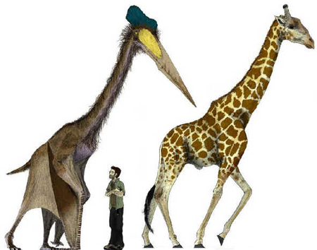 Hatzegopteryx Hatzegopteryx