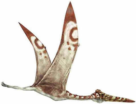 Hatzegopteryx Hatzegopteryx