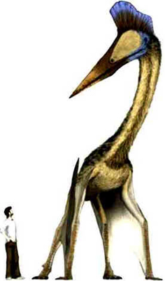 Hatzegopteryx Hatzegopteryx