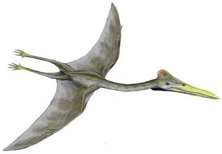 Hatzegopteryx Hatzegopteryx