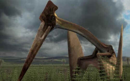 Hatzegopteryx Hatzegopteryx