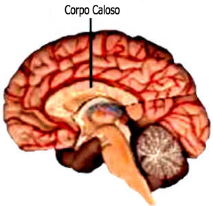 Hemisférios Cerebrais