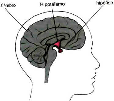 Hipófise Hipófise