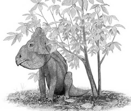 Leptocerátops Leptocerátops
