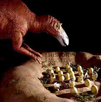 Maiasaura Maiasaura