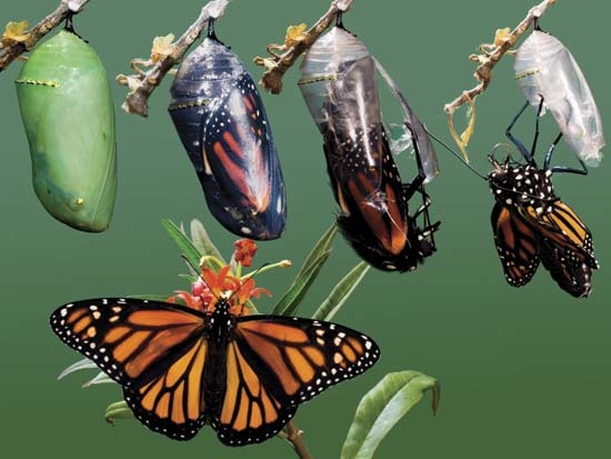 Metamorfose da borboleta Metamorfose da borboleta