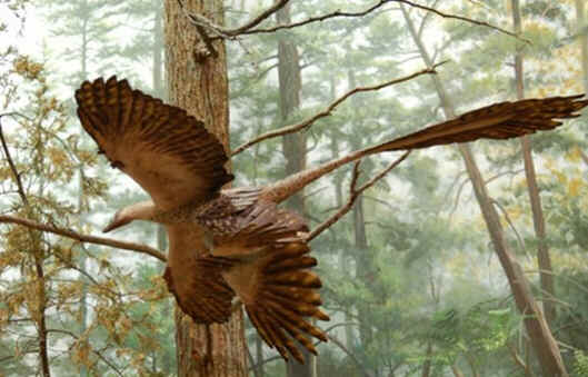 Microraptor Microraptor