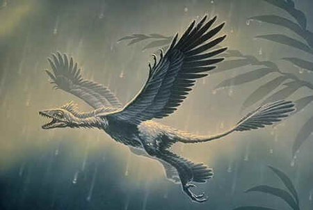 Microraptor Microraptor