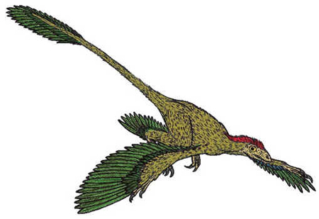Microraptor Microraptor