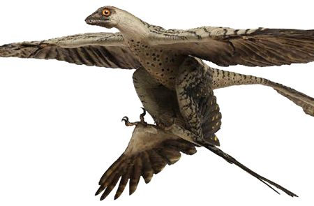 Microraptor Microraptor