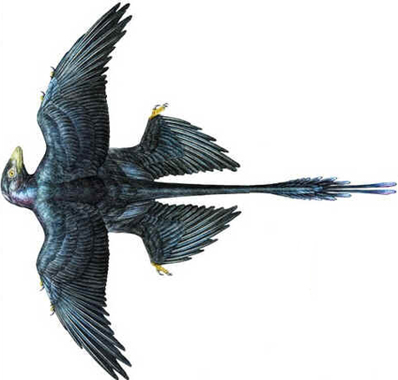 Microraptor Microraptor