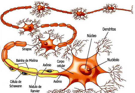 Neurônios Neurônios