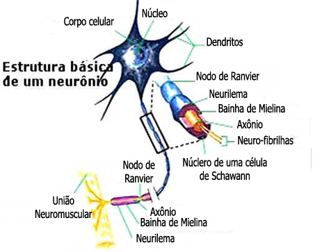 Neurônios Neurônios