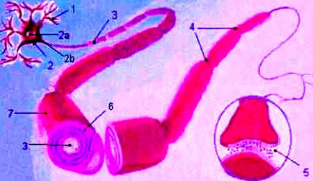 Neurônios