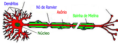 Neurônios Neurônios