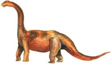 Opisthocoelicaudia