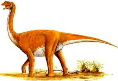 Opisthocoelicaudia