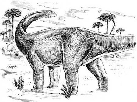 Opisthocoelicaudia