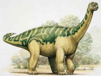 Opisthocoelicaudia