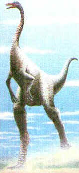 Ornitomimo Ornitomimo