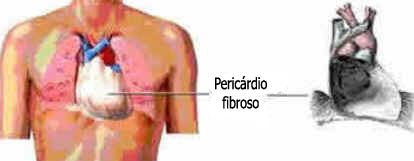 Pericárdio Pericárdio