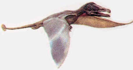 Preondactylus