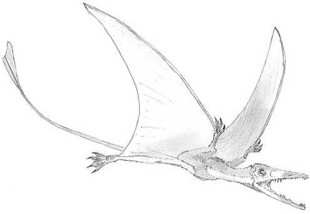 Preondactylus