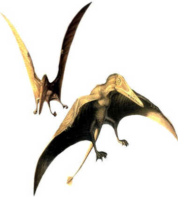 Preondactylus