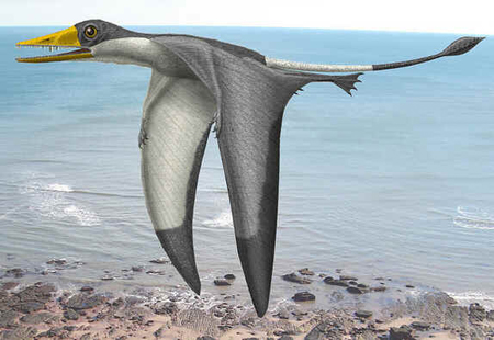 Preondactylus